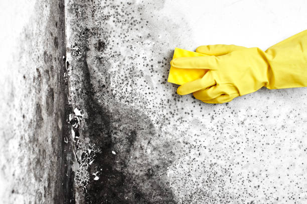 Best Emergency Mold Remediation in Brighton, MI